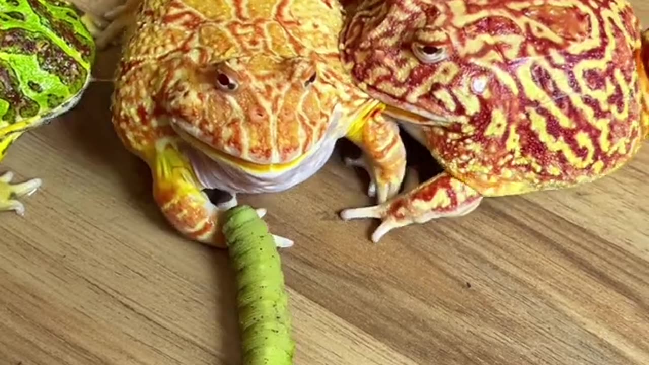 Why are you biting me if you don't eat the bugs? 🐸 #thatmoment