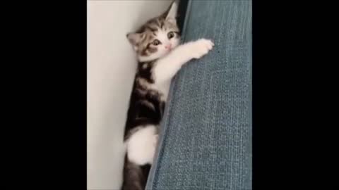 Best Of The 2021 Funny Animal Videos #11