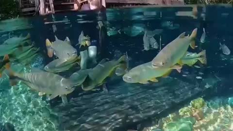 Taking a dip in crystal clear waters