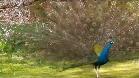Dance of the peackock