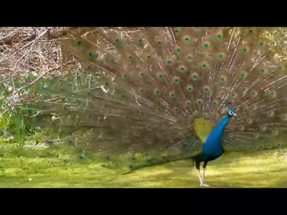 Dance of the peackock
