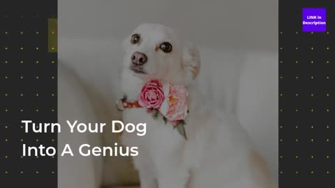 Dog training video