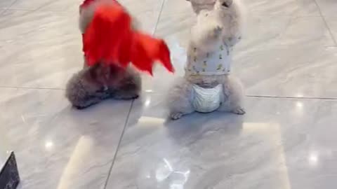 Funny pet moment 🤣😂😂😅 dog complication