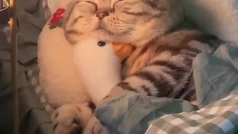 Sleepy Fat cat