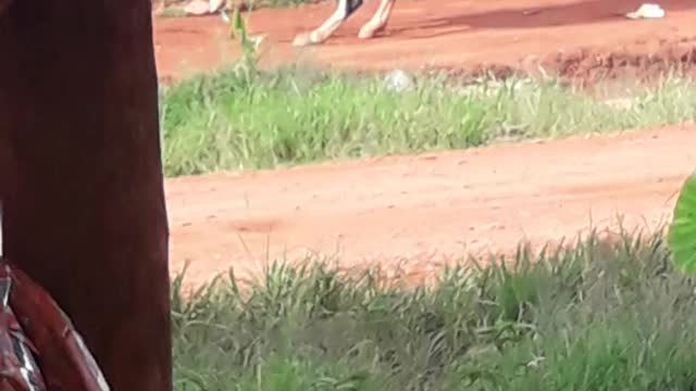 Funny horse refuses to take directions