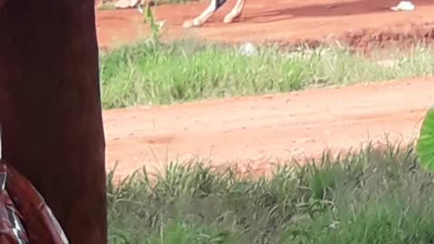 Funny horse refuses to take directions