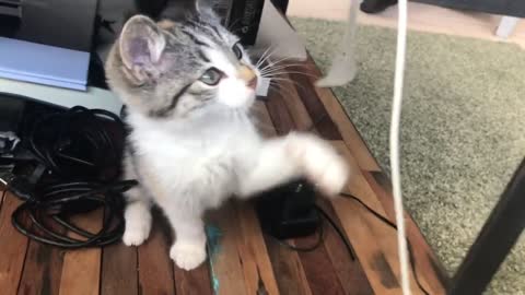 Playful cat 21