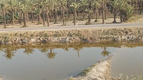 Palm Date farms in Khairpur Sind