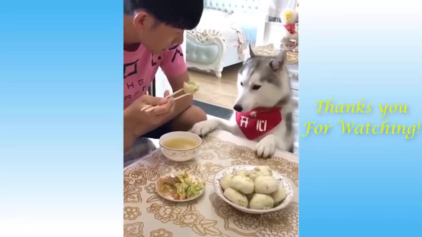 FUNNY MOMENTS OF ANIMAL 2021