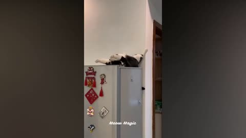 funny #cute #funnycats #animals #cats #dogs