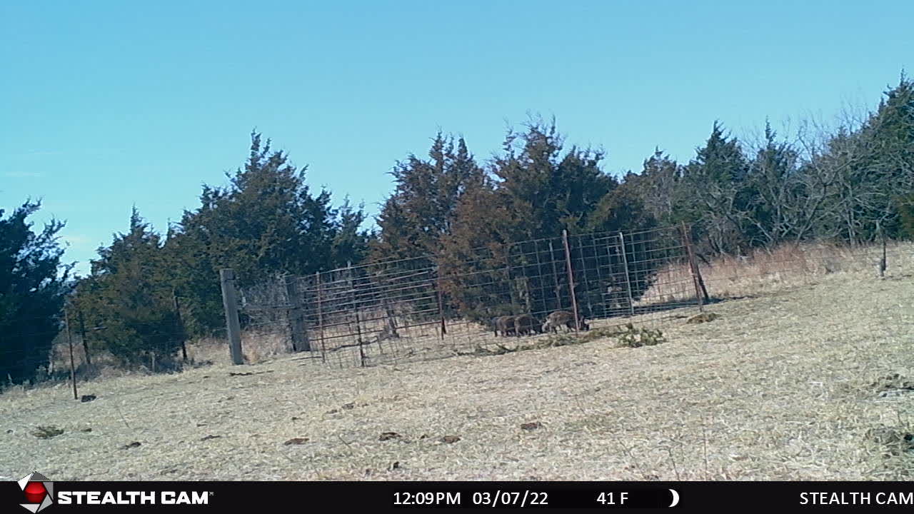 Monday 7th March 2022 Hogs n Piglets eating corn