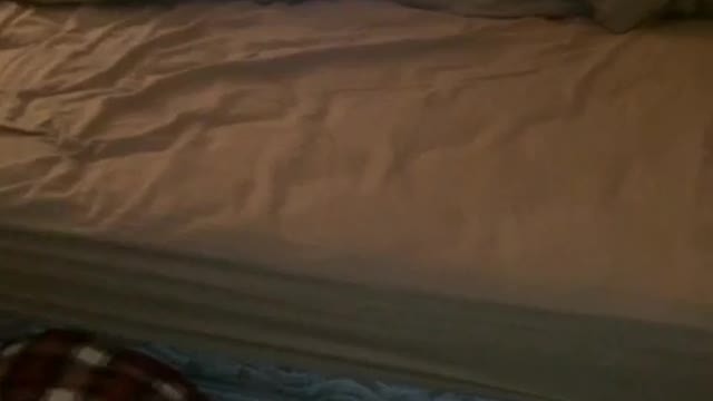 Dog hiding from owner