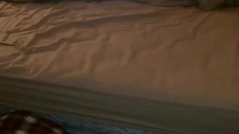 Dog hiding from owner