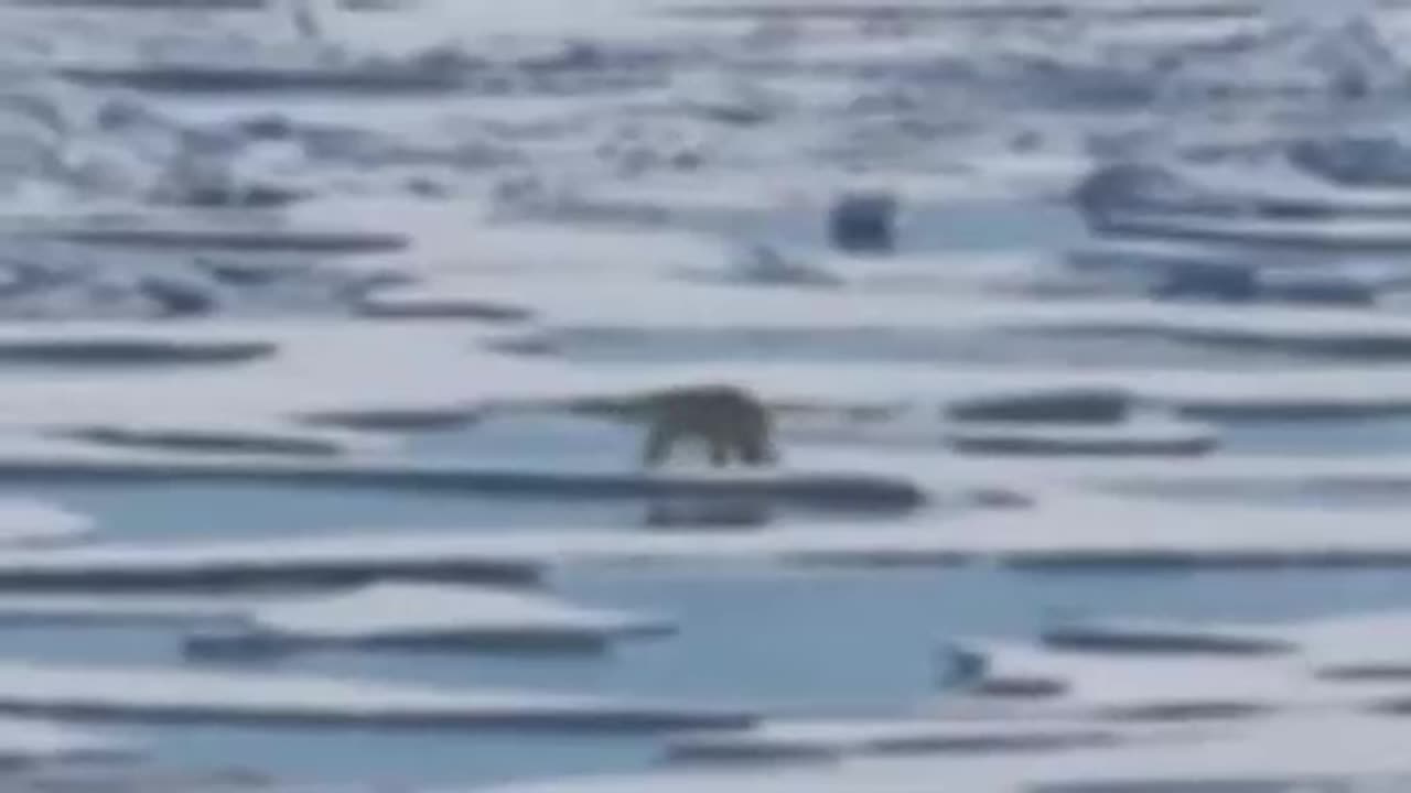 Polar Bears Face Rising Disease Risk in a Rapidly Warming Arctic