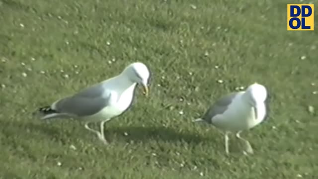 Try Not To Laugh Watching Funny Animals