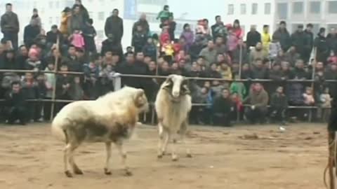 Goat fighting competition in China