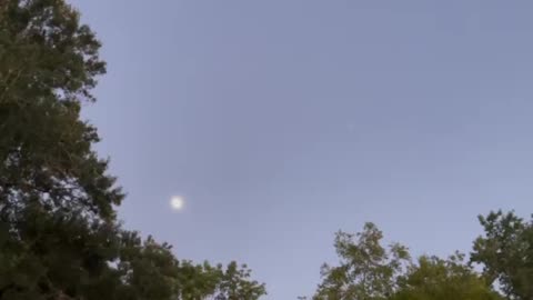 Bats 🦇 flying in the yard and a cool moon tonight