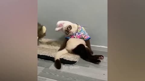 Best Funny Animal Videos