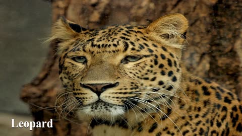 All Big Cats Sound Effects...Including Clouded Leopard