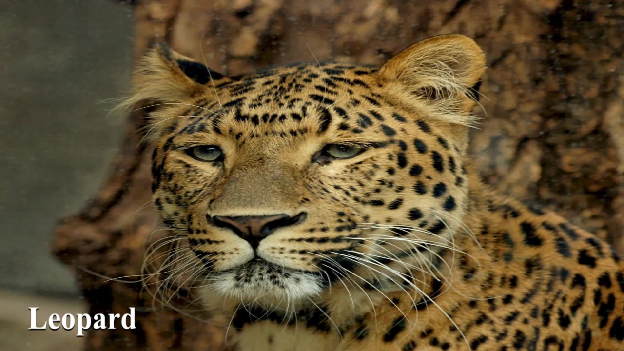 All Big Cats Sound Effects...Including Clouded Leopard
