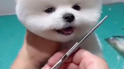 Cut& funny dog 🐶🐶🐶🐶🐶