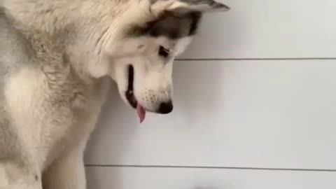 FRIEND AND PROTECTOR DOG