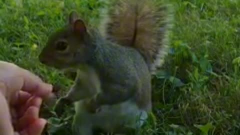Mika The Squirrel 🐿️😍❤️‼️