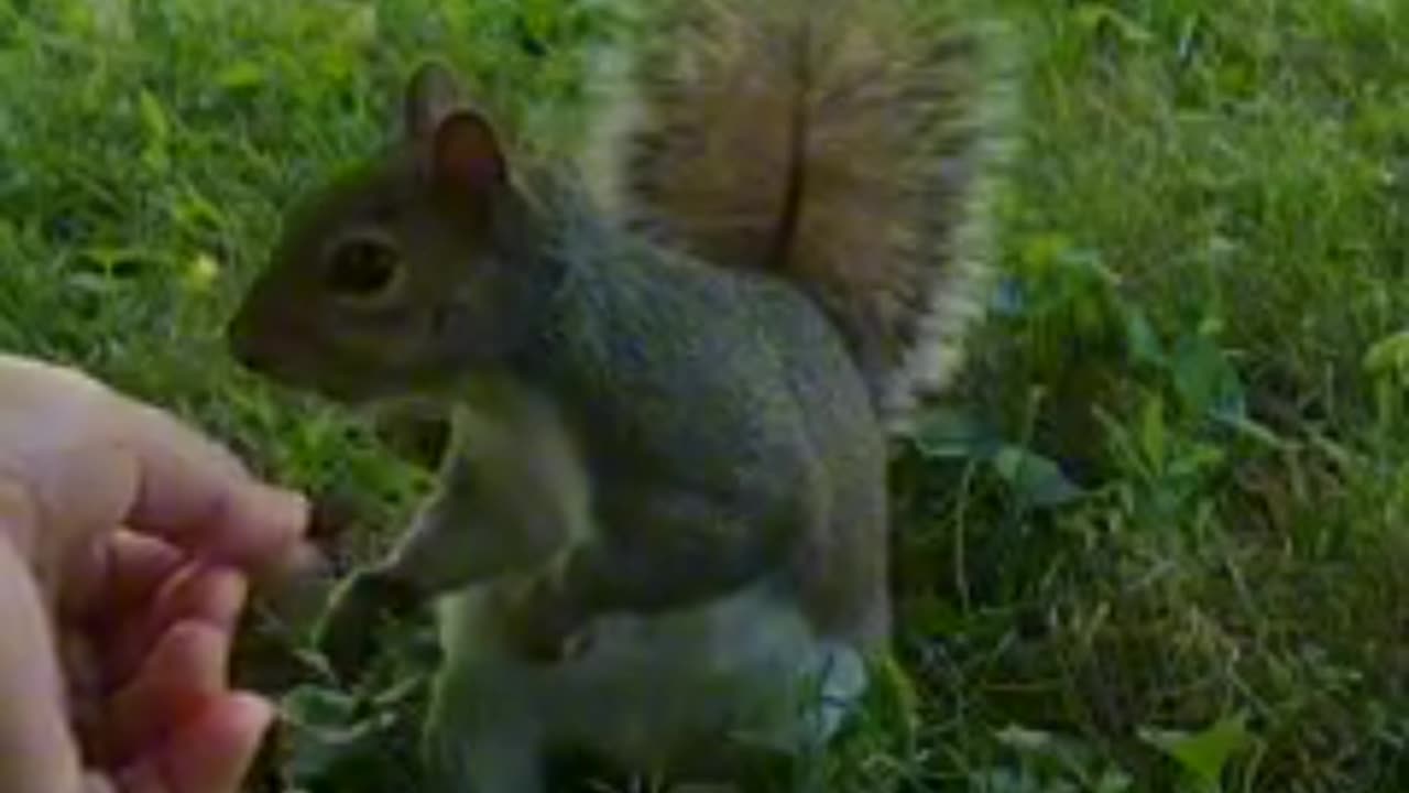 Mika The Squirrel 🐿️😍❤️‼️