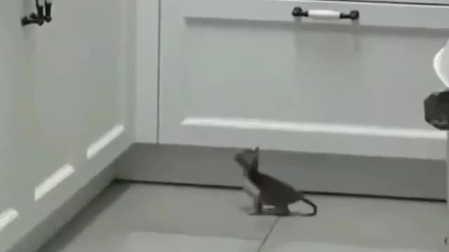 Almost there 😁🐈