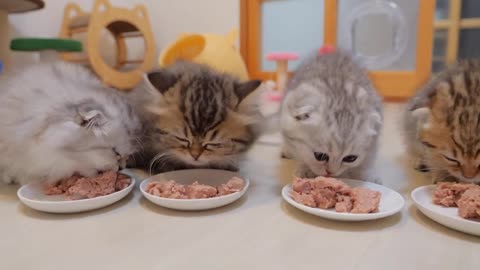 The kitten getting his butt wiped like a baby was so cute_