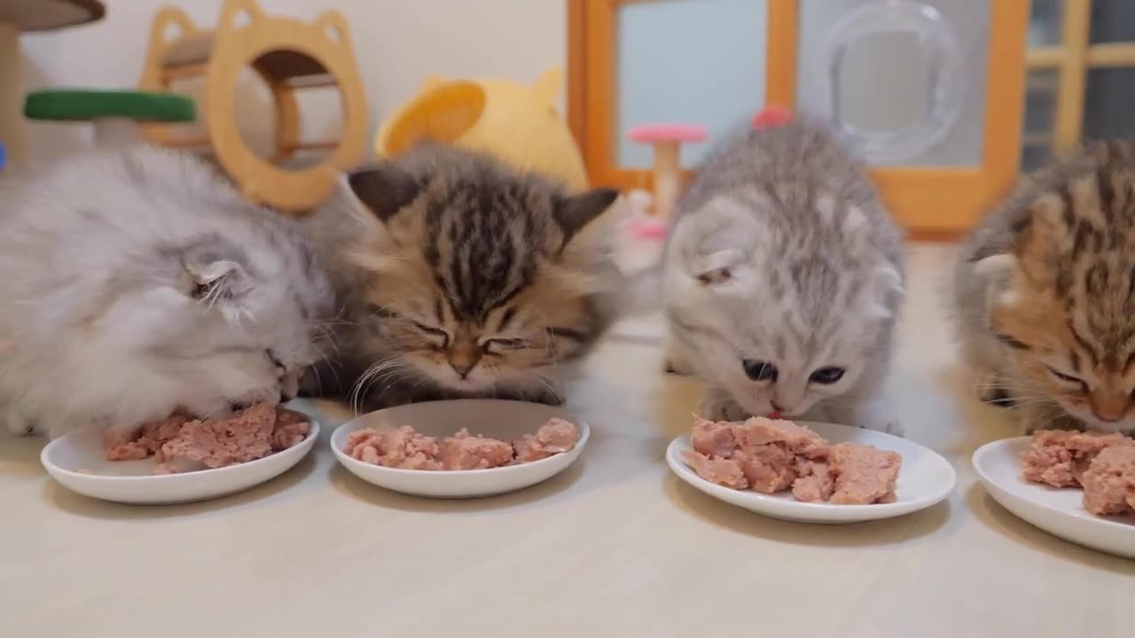 The kitten getting his butt wiped like a baby was so cute_