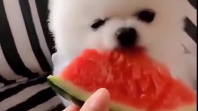 Hungry cute Dog cute 🥰🥰🥰 Eats watermelon 🍉🍉 funny 🤣 cute Dog