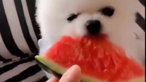 Hungry cute Dog cute 🥰🥰🥰 Eats watermelon 🍉🍉 funny 🤣 cute Dog