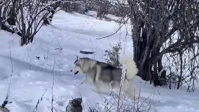 People who have owned dogs can't imagine life without dogs