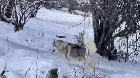 People who have owned dogs can't imagine life without dogs