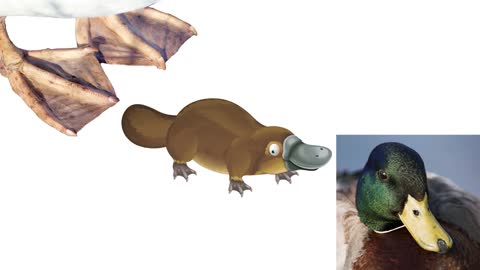 * PLATYPUS * | Animals For Kids | Noraiz