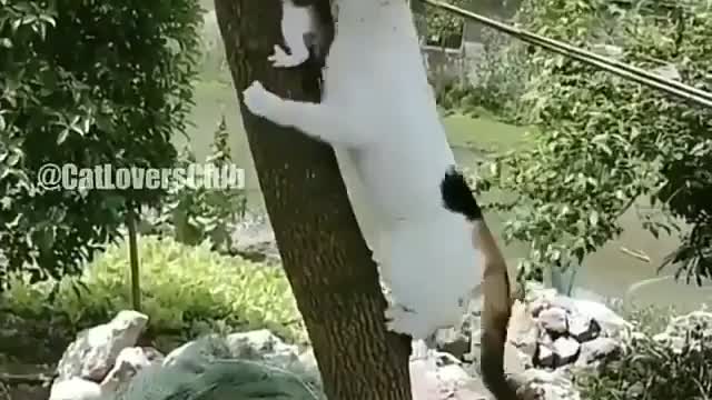 Mama cat saves little kitten from trouble on the tree...