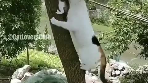 Mama cat saves little kitten from trouble on the tree...
