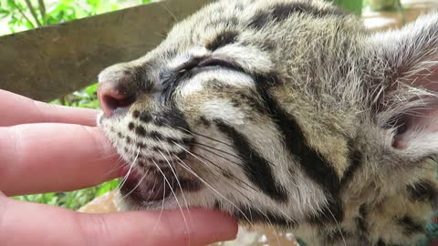 Cute Baby Ocelot Loves Suckling Caretaker's Fingers
