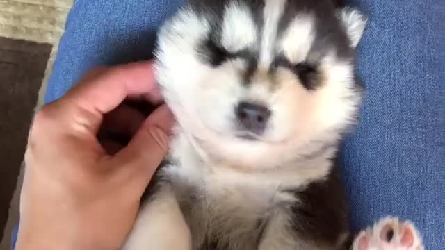 let go of this puppy and let me do it