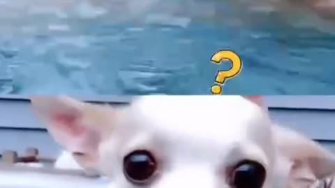 It swam very seriously, ha ha ha!!!!!!!!!!!!