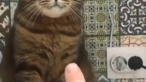 Funniest cat videos #45 - HILARIOUS!