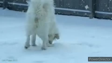 Funny cats and dogs video,