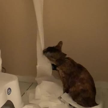 My Kitten vs. Toilet Paper