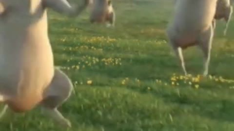 Funny cow dance