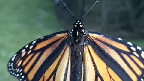 Releasing a Monarch.