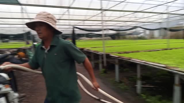 watering vegetables