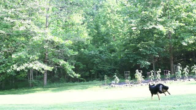 Frisbee Disc Catch with my Dog Liberty