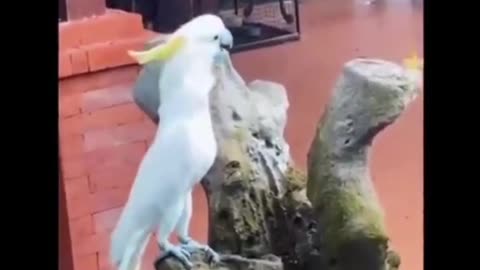 funny animals video