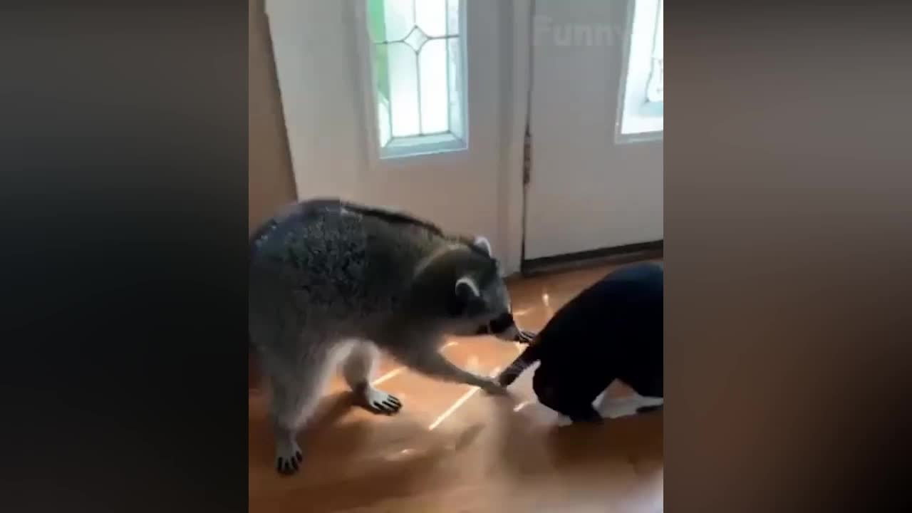 Funniest Cats And Dogs - Awesome Funny Pet Animals Videos 07